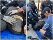 Ciruelito, el manatí que superó redes, tiburones y una planta eléctrica, se alista para volver al mar