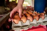 Colombia lanza estrategia 'Con huevos queda mejor' para transformar consumo en 2026