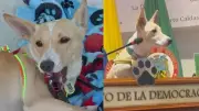 ‘Conce’, el perrito rescatado que ahora es miembro honorario del Concejo de Pereira