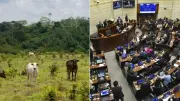 Congreso aprueba proyecto de trazabilidad ganadera para combatir deforestación en Colombia