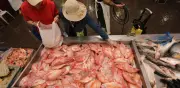 Consumo de pescado se duplicó en Colombia con precios estables para Semana Santa