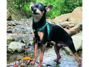 De dóberman a pinscher miniatura: la historia del 'dóberman bonsái' que conquistó un hogar