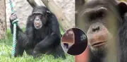 Denuncian que Yoko, el famoso chimpancé de Pereira, vive en una 'favela de monos' en Brasil