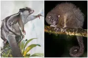 Descubren dos marsupiales que se creían extintos por 6.000 años en Nueva Guinea