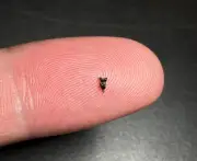 Descubren en Colorado fósiles clave del primate más antiguo que vivió tras los dinosaurios