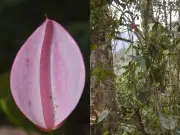 Descubren nueva especie de anturio gigante en Santander con hasta dos metros de altura