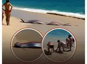 Dos peces remo aparecen en Cabo San Lucas: ¿Presagio o fenómeno natural?