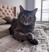 Dueños de gatos en conjuntos residenciales enfrentan multas de $233.452 por dejarlos sueltos