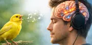 El canto de los canarios desvela secretos del aprendizaje del lenguaje humano mediante IA