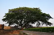 El Samán de Guacarí: El Árbol Emblemático que Vivió en la Moneda de 500 Pesos