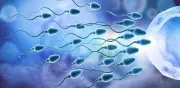Estudio revela cómo la abstinencia sexual prolongada afecta la calidad del esperma y fertilidad
