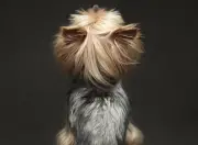 Estudio revela cómo los perros afectan la calidad del aire en espacios interiores