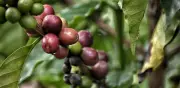 Exportaciones de café de Brasil caen un 27,3% en primer bimestre de 2026
