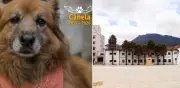 Fallece Canela, la perrita que durante 12 años acompañó el Concejo de Bogotá