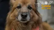 Fallece Canela, la perrita símbolo del Concejo de Bogotá tras 12 años de convivencia institucional