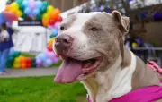 Festival de Bienestar Animal en Bogotá promueve adopción responsable y conciencia comunitaria