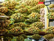 Festival de la Ciruela en Campeche: 38 años de sabor, tradición y emprendimiento en el Atlántico