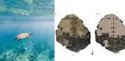 Fósil de tortuga marina de 150 millones de años en Colombia redefine la evolución de reptiles