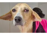 Fundación Doggy in Home muestra notable recuperación de perros rescatados en Córdoba