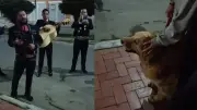 Golden Retriever recibe emotiva despedida con mariachis antes de eutanasia en TikTok