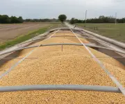 Importaciones chinas de soja caen 7,8% por cosecha lenta en Brasil y trámites aduaneros