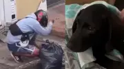 Indignación en Ibagué: Motociclista captado golpeando brutalmente a cachorra de tres meses