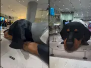 Instalación de perro salchicha gigante que respira en Bangkok genera debate global sobre arte y tecnología