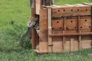 Jaguar liberado por la CAR recorre 592 km y 51.000 hectáreas en monitoreo satelital