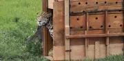 Jaguar liberado por la CAR recorre más de 590 km en libertad y se acerca a Venezuela