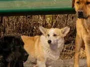 La conmovedora historia de los 7 perros que escaparon era falsa, confirman autoridades chinas