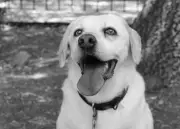 La Cruz Roja Mexicana despide a Maia, perrita rescatista con nueve años de servicio heroico