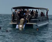 Manatí 'Ciruelito' regresa al mar tras superar ataques y accidentes en compleja rehabilitación