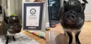 Merlín, el cerdo que 'habla', rompe récord Guinness con más de un millón de seguidores