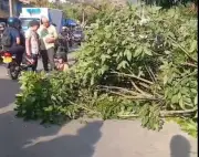 Motociclista herida tras caída de árbol en Floridablanca: así ocurrió el accidente