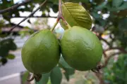 Más allá del fruto: las hojas de guayaba revelan propiedades medicinales ancestrales