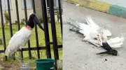Muerte de cigüeña jabirú en Barranquilla genera alarma ambiental y sospechas de cautiverio