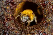 Nutrición de abejas: clave para preservar la cadena alimentaria mundial
