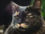 Nutrición para gatos mayores: claves para adaptar su alimentación y garantizar su bienestar