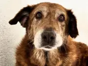 Paquita, la perrita de 17 años abandonada tras 12 años de hogar, necesita ayuda urgente