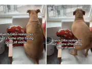 Perro rescatado se vuelve viral tras emotivo reencuentro con su dueño tras una semana