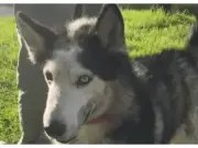 Perro sobrevive brutal ataque con machete en Ciudad Bolívar y espera adopción