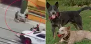 Perros rescatados frustran robo armado en Bogotá al morder al asaltante y obligarlo a huir