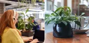 Plantas en oficinas: cómo transforman la productividad y el bienestar laboral