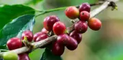 Producción de café colombiano cae 36% en febrero, marcando un ajuste crítico en la oferta