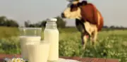 Productores lecheros rechazan ajuste de precios del 1,3% por considerarlo insuficiente frente a costos crecientes