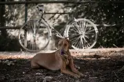 Recomendaciones clave para pasear en bicicleta con perros de forma segura y responsable