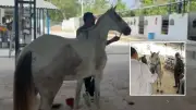 Rescatan caballo cochero jubilado explotado turísticamente en Cartagena