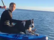Rescate milagroso en el mar: veterinarias salvan a perro perdido en Puerto Madryn