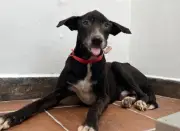Rescatistas buscan ayuda para Sinú, un perro anciano con fractura de mandíbula en Córdoba