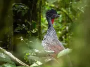 Risaralda Bird Festival 2026: Pereira lanza la novena edición del evento de aviturismo